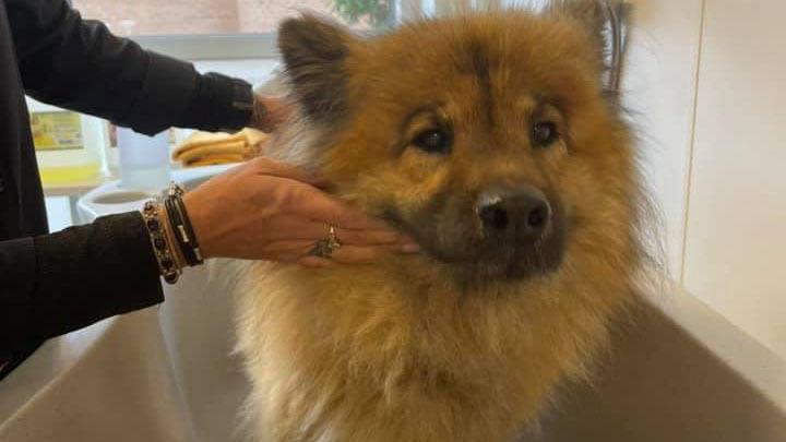 En hund med en fyldig pels bliver vasket i en hundebadekar. Hånd holder forsigtigt hundens ansigt.
