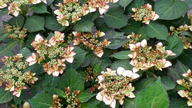 En tæt gruppe af blomstrende hortensiaer med grønne blade og lyse blomsterknopper.