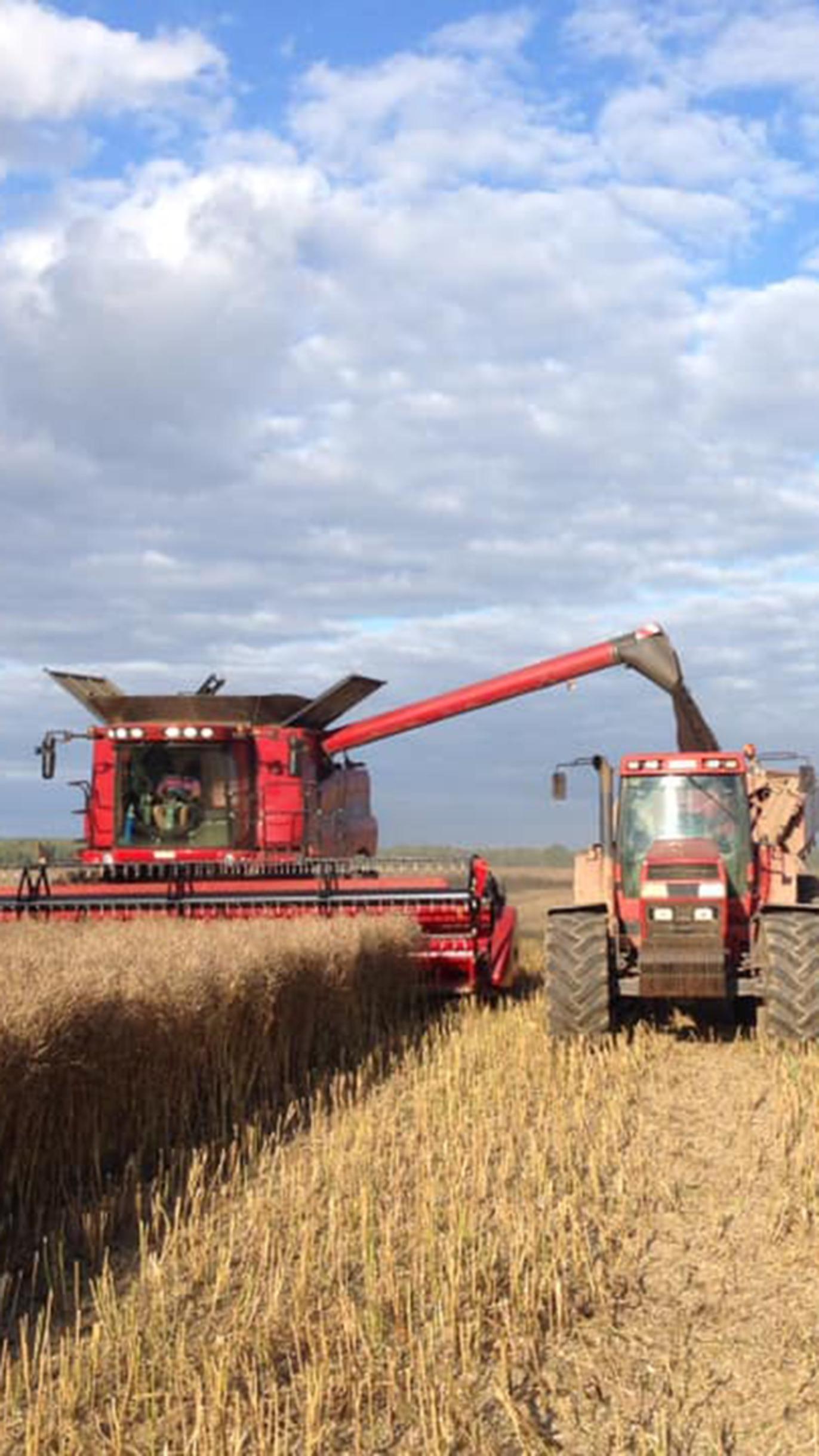 En rød høstmaskine arbejder på en mark, mens en traktor transporterer korn i baggrunden under en blå himmel.