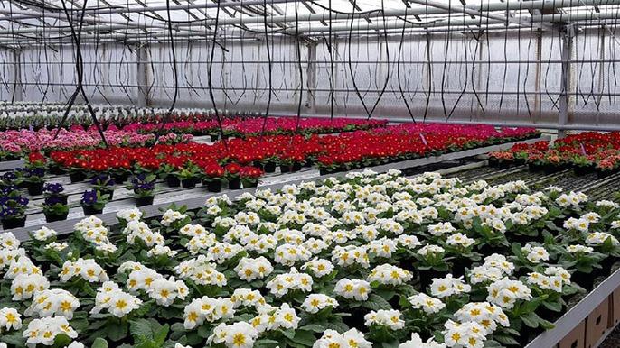 Et drivhus fyldt med farverige blomster i potter, herunder røde, hvide og lyserøde blomster.