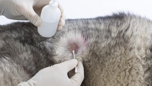 Hånd, der rengør en sår på en hunds pels med en vatpind og desinfektionsmiddel.