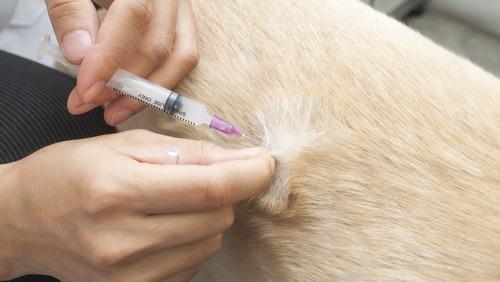 En person giver en hund en vaccination med en sprøjte på hundens pels.