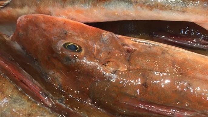 Nærbillede af en fisk med glinsende skæl og tydelige øjne, der ligger på en overflade.