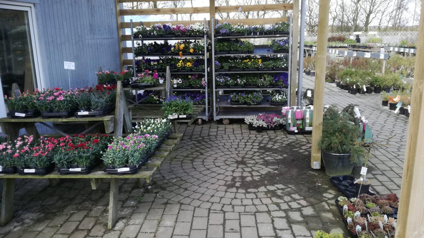 Blomsterbutik med forskellige planter og blomster i potter på hylder og borde, beliggende på en brostensbelagt gård.