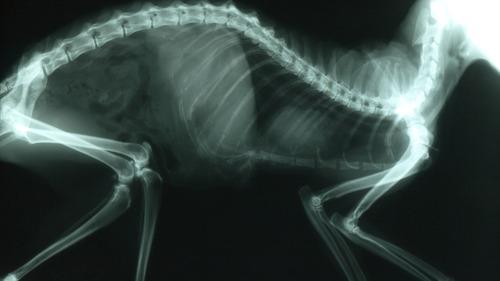 Røntgenbillede af en hund, der viser knoglestruktur og indre organer i detaljer.