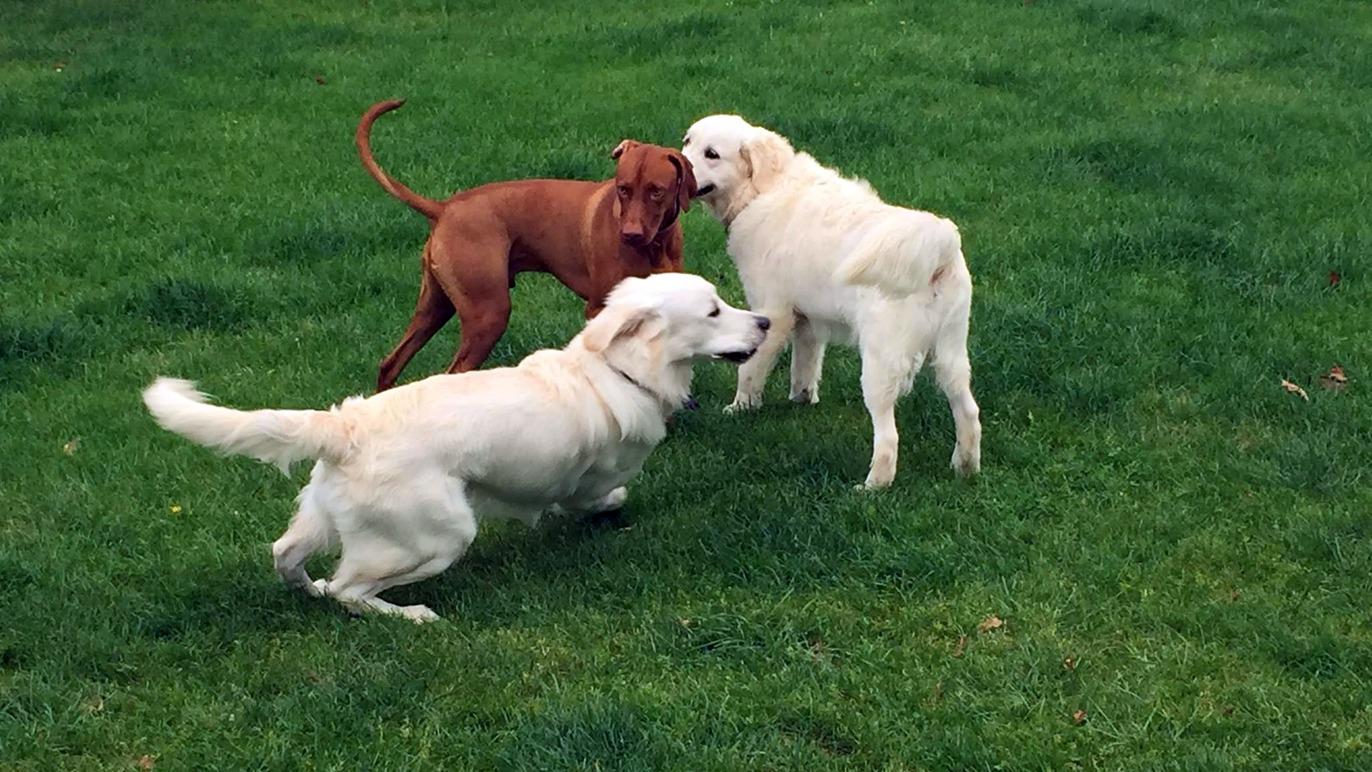 Tre hunde leger på en grøn græsplæne, to er hvide labradorer og en er en brun hund.