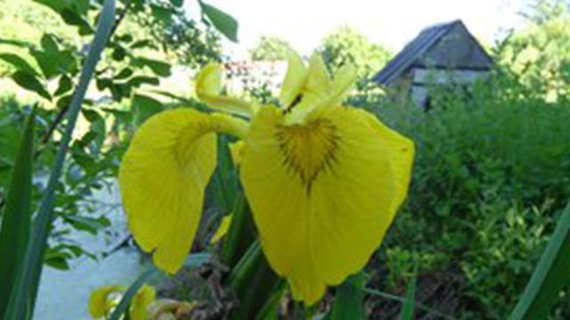 En smuk gul irisblomst med grønne blade i baggrunden og en bygning i det fjerne.