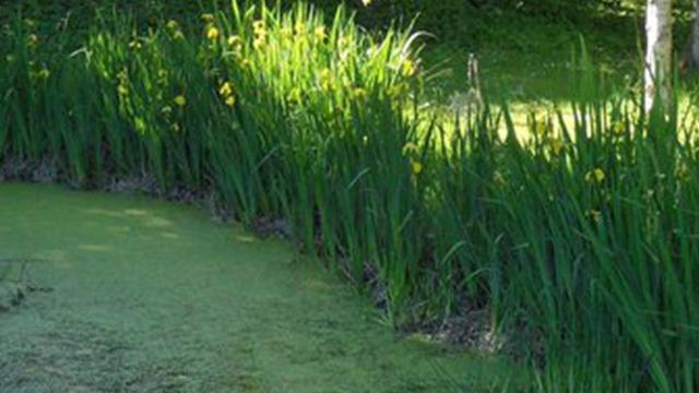 En grøn søbred med høje, gule iriser og frodig vegetation i sollys.