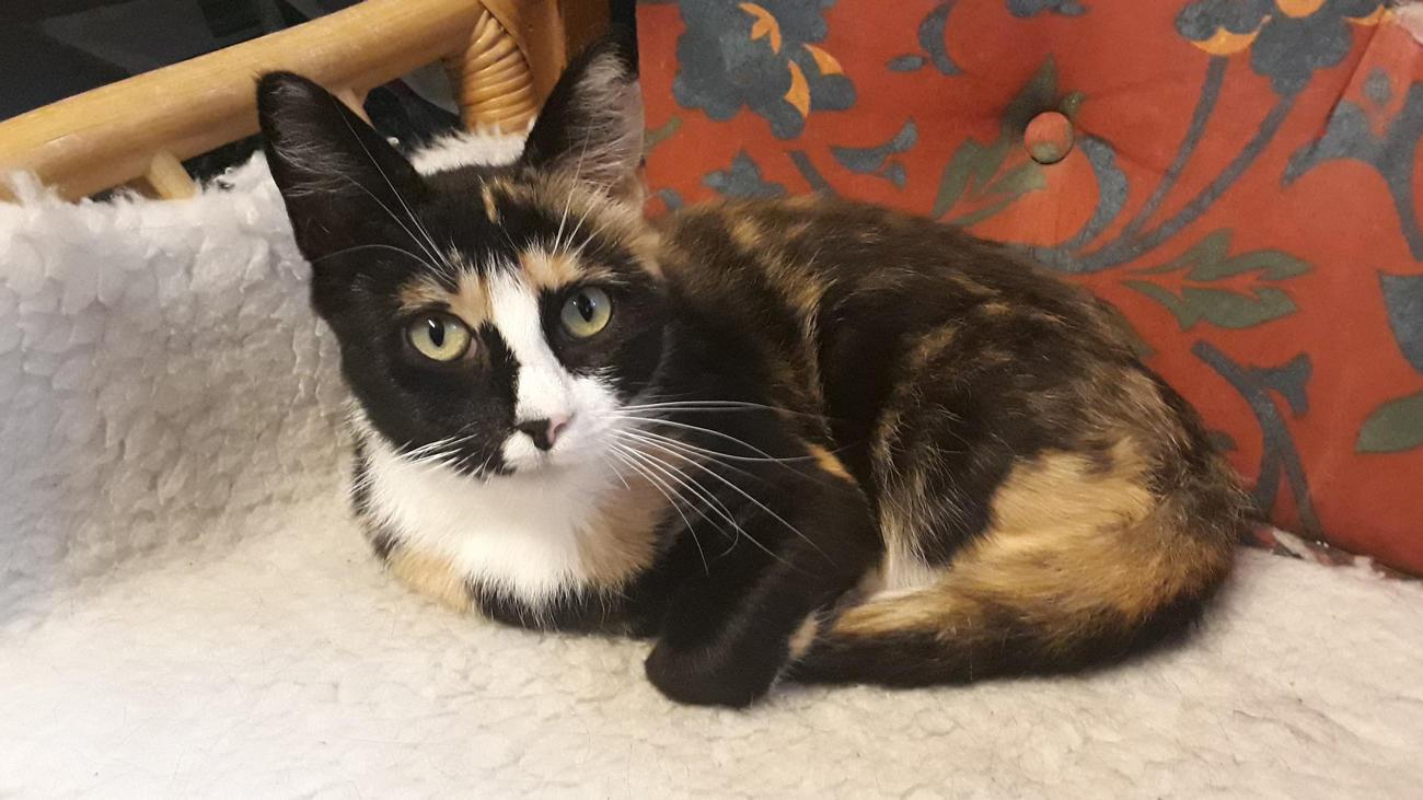 En smuk tortie kat ligger afslappet på en blød pude med farverigt mønster i baggrunden.