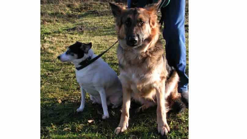 To hunde, en schæferhund og en lille hvid hund, sidder på græsset med en person i baggrunden.