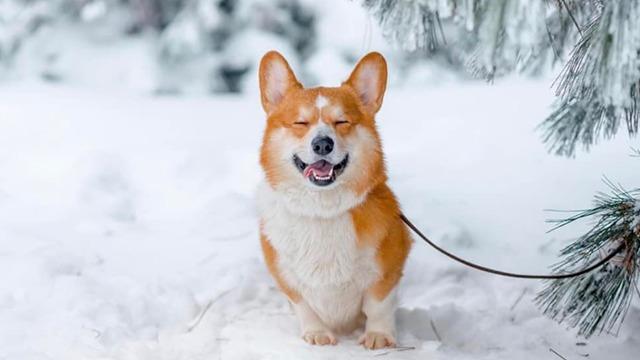 En glad corgi står i sneen under et træ med grønne grene.
