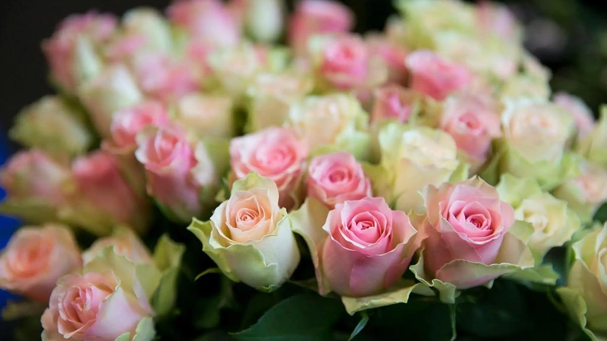 En buket med lyserøde og hvide roser, der blomstrer i en frodig samling.