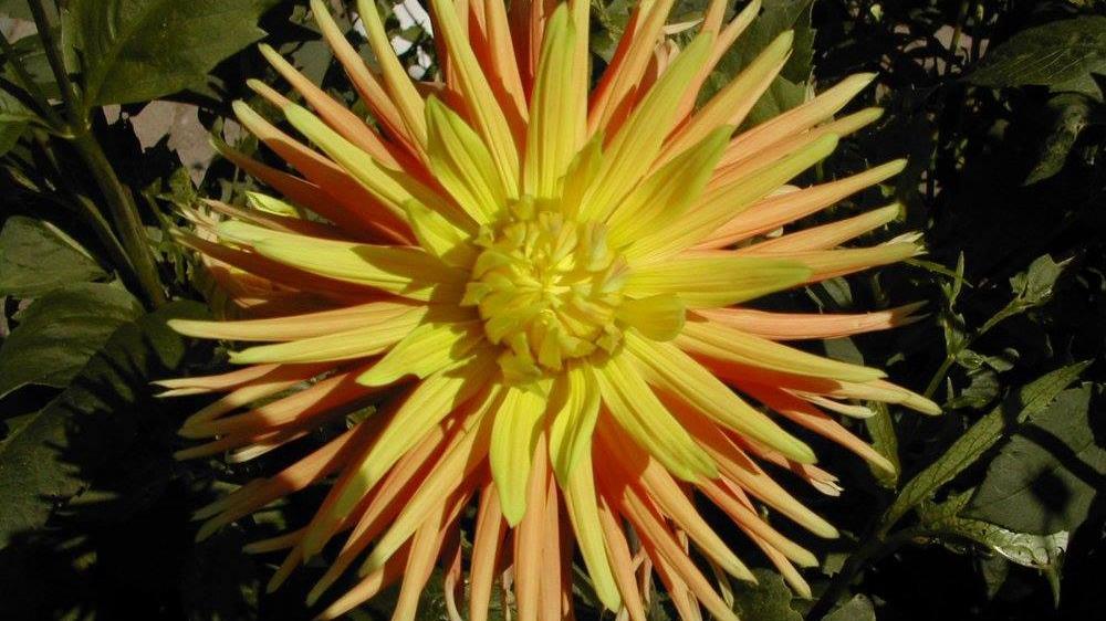 En stor, farverig dahlia med gule og orange kronblade i en have.
