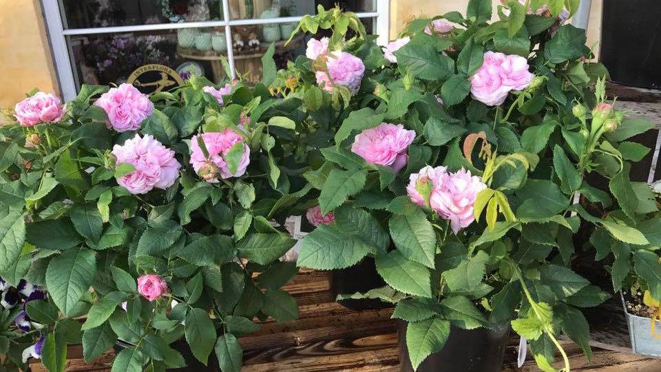 To planter med lyserøde roser, der blomstrer rigt, omgivet af grønne blade.