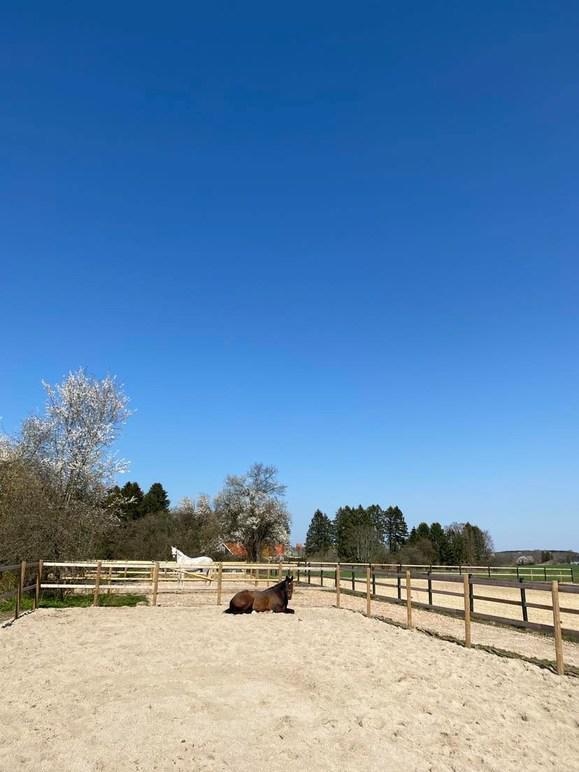 En hest ligger ned i en sandfold under en klar blå himmel med træer i baggrunden.