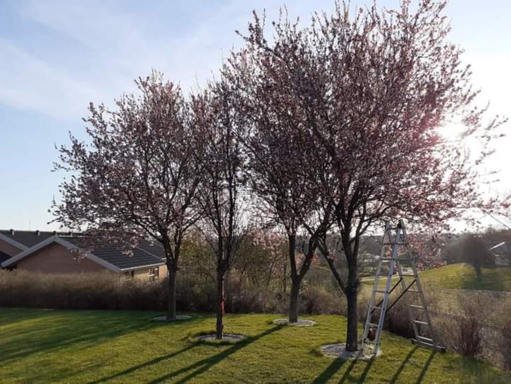 Tre blomstrende træer i en have med en stige ved siden af, der strækker sig mod en blå himmel.