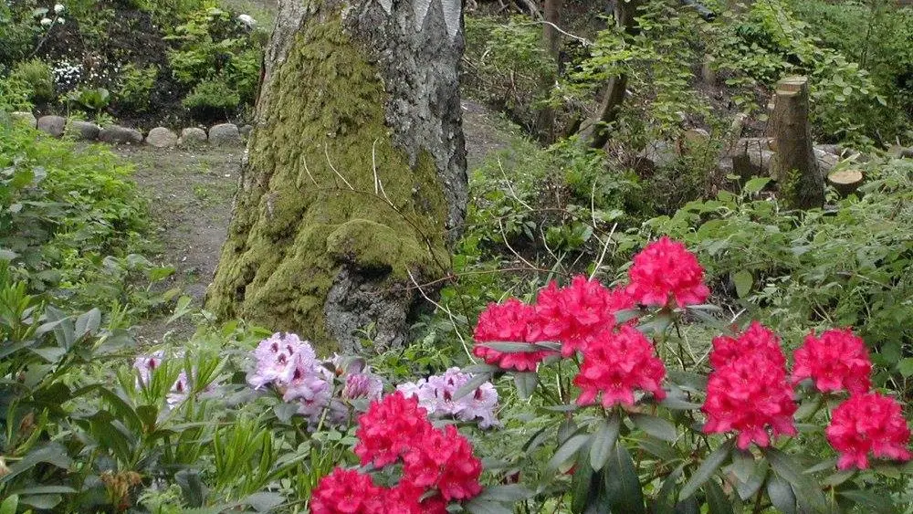 Farverige rhododendronblomster i en frodig have med en mosdækket træstamme i baggrunden.