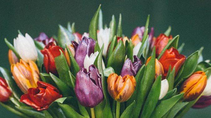 En farverig buket med tulipaner i forskellige nuancer som rød, lilla, orange og hvid.