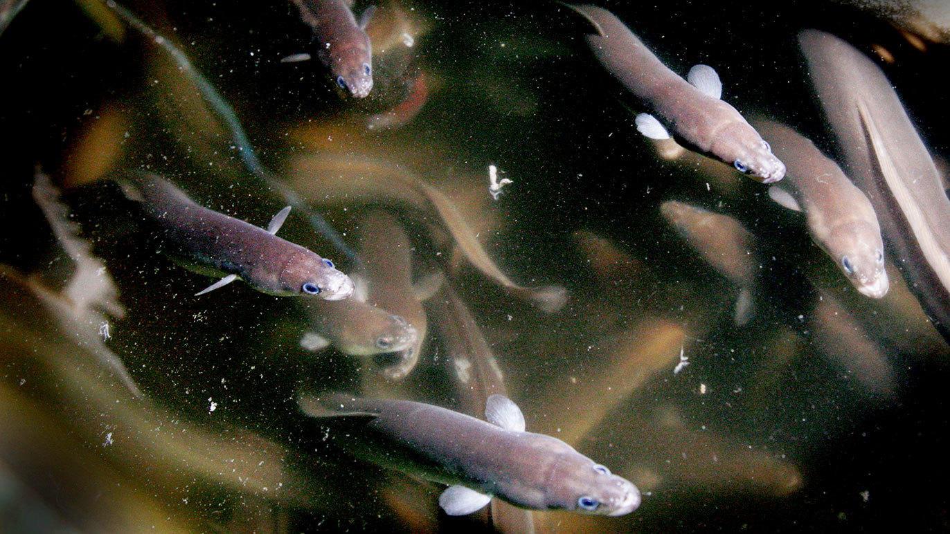 Fisk svømmer i klart vand, med flere fisk synlige i forskellige størrelser og farver.