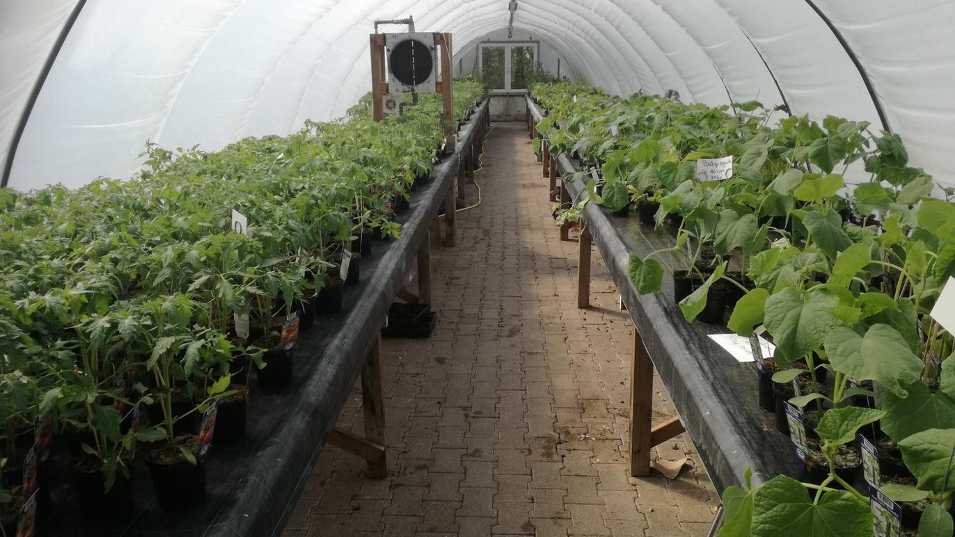 Et drivhus med rækker af planter i potter, herunder tomater og agurker, på borde langs gangstien.