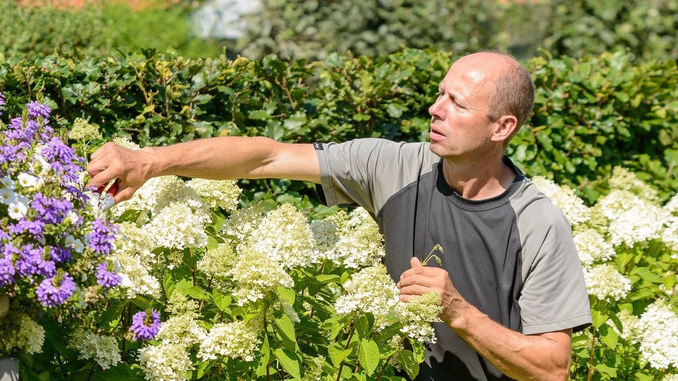 Mand beskærer blomster i en have med hvide og lilla blomster. Solskin og grønne buske i baggrunden.
