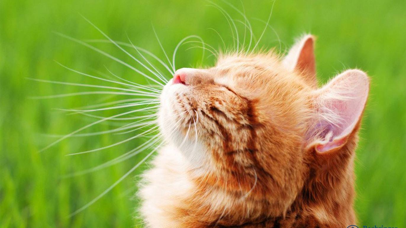 En orange kat med lange whiskers, der nyder solen på en grøn græsplæne.