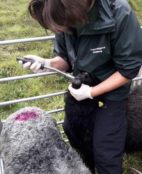 En person i arbejdstøj undersøger en sort hund med et værktøj, mens en grå hund ligger ved siden af.