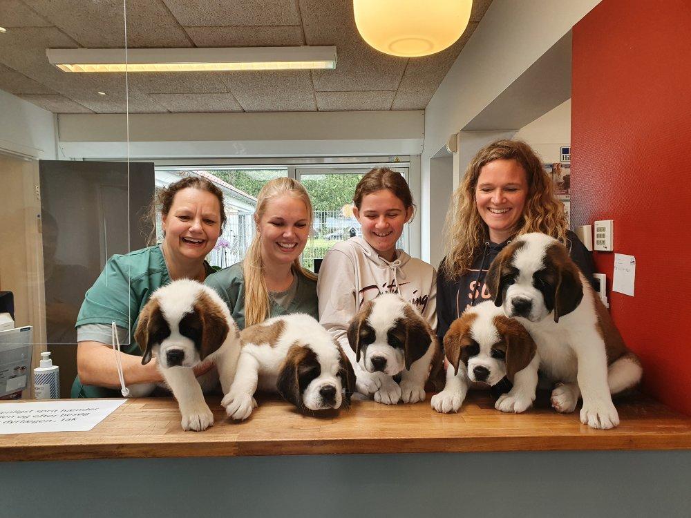 Fire kvinder står bag en disk med seks søde St. Bernard hvalpe i en dyreklinik.