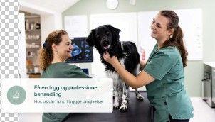 To dyrlæger, der smiler, mens de undersøger en sort-hvid hund i en klinik med moderne udstyr.