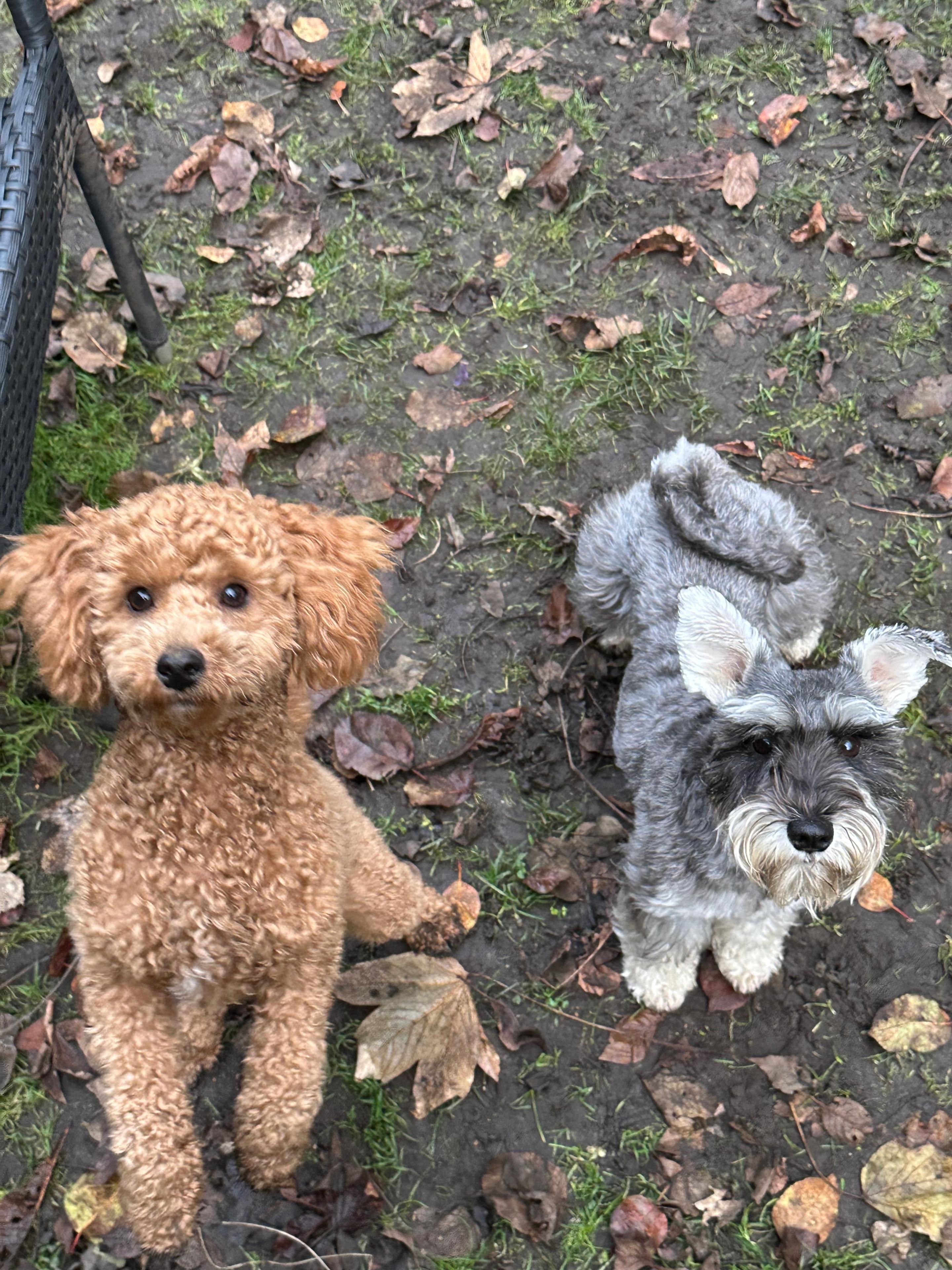To hunde, en puddel med krøllet pels og en schnauzer med grå pels, står på en jordet overflade dækket af blade.