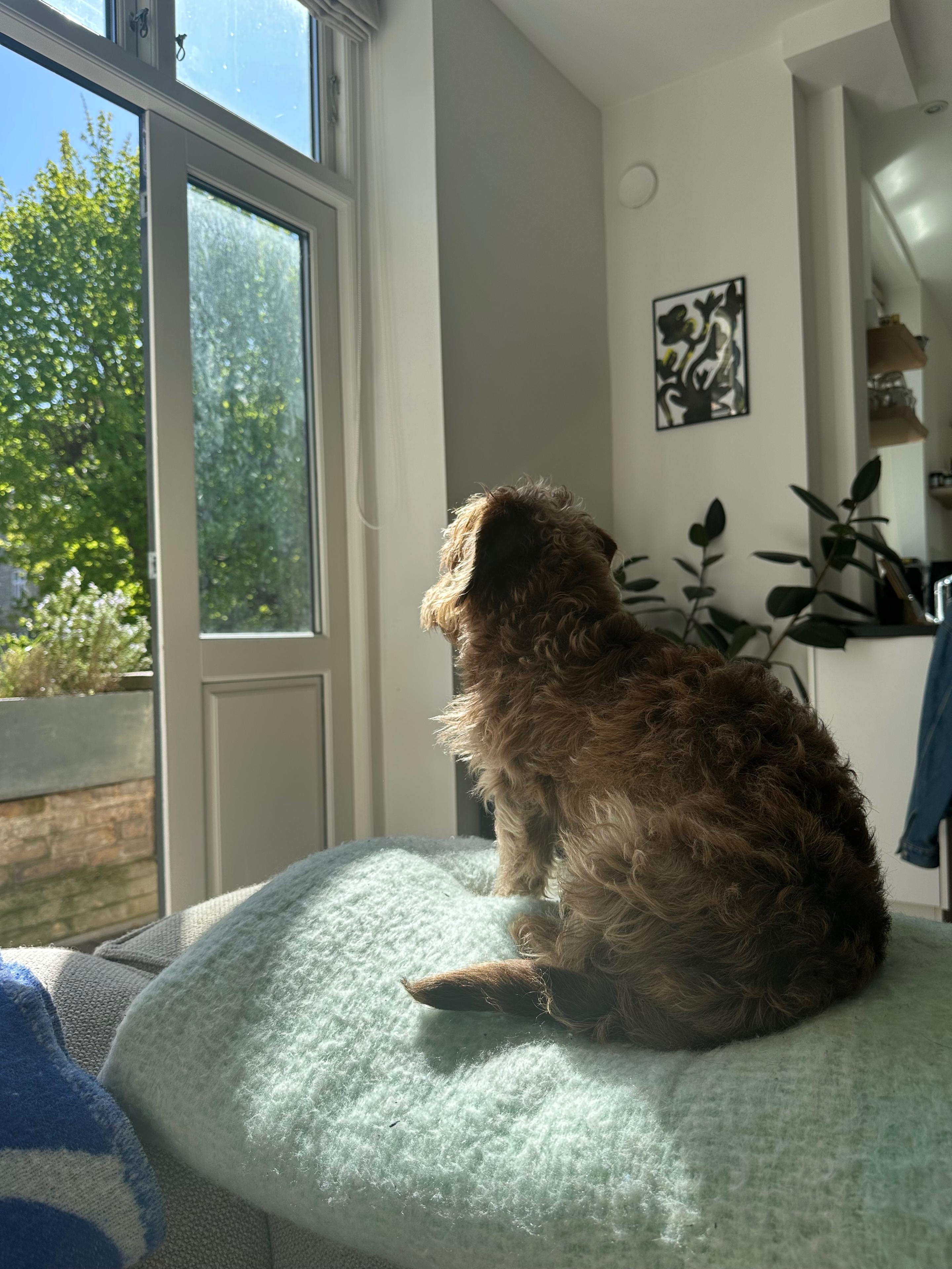 En hund sidder på en sofa og kigger ud af vinduet mod haven i sollys.