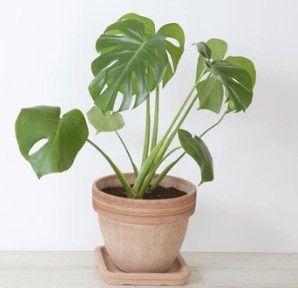 En monstera plante i en lerpotte med en underskål, placeret på en lys baggrund.