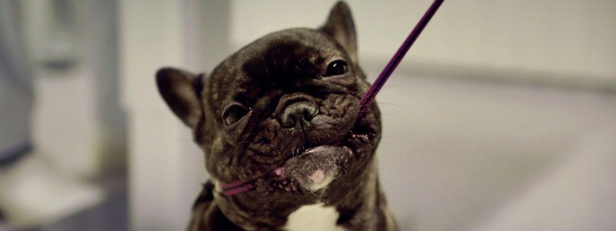 En fransk bulldog holder en snor i munden og ser glad ud.