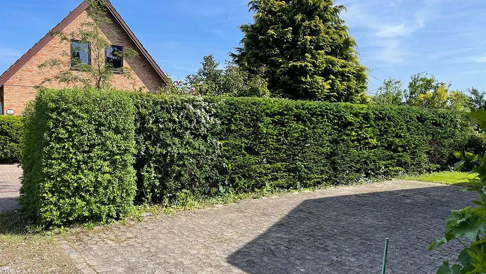 En velplejet hæk ved en bygning med solskin og blå himmel i baggrunden.