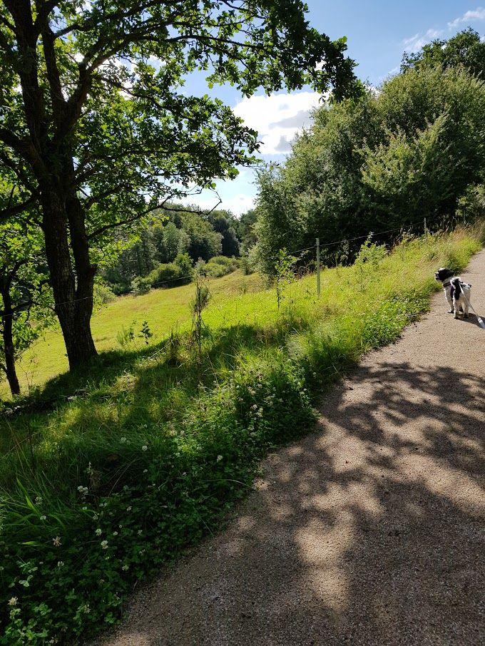 En hund går langs en grusvej omgivet af grønne marker og træer under en blå himmel.