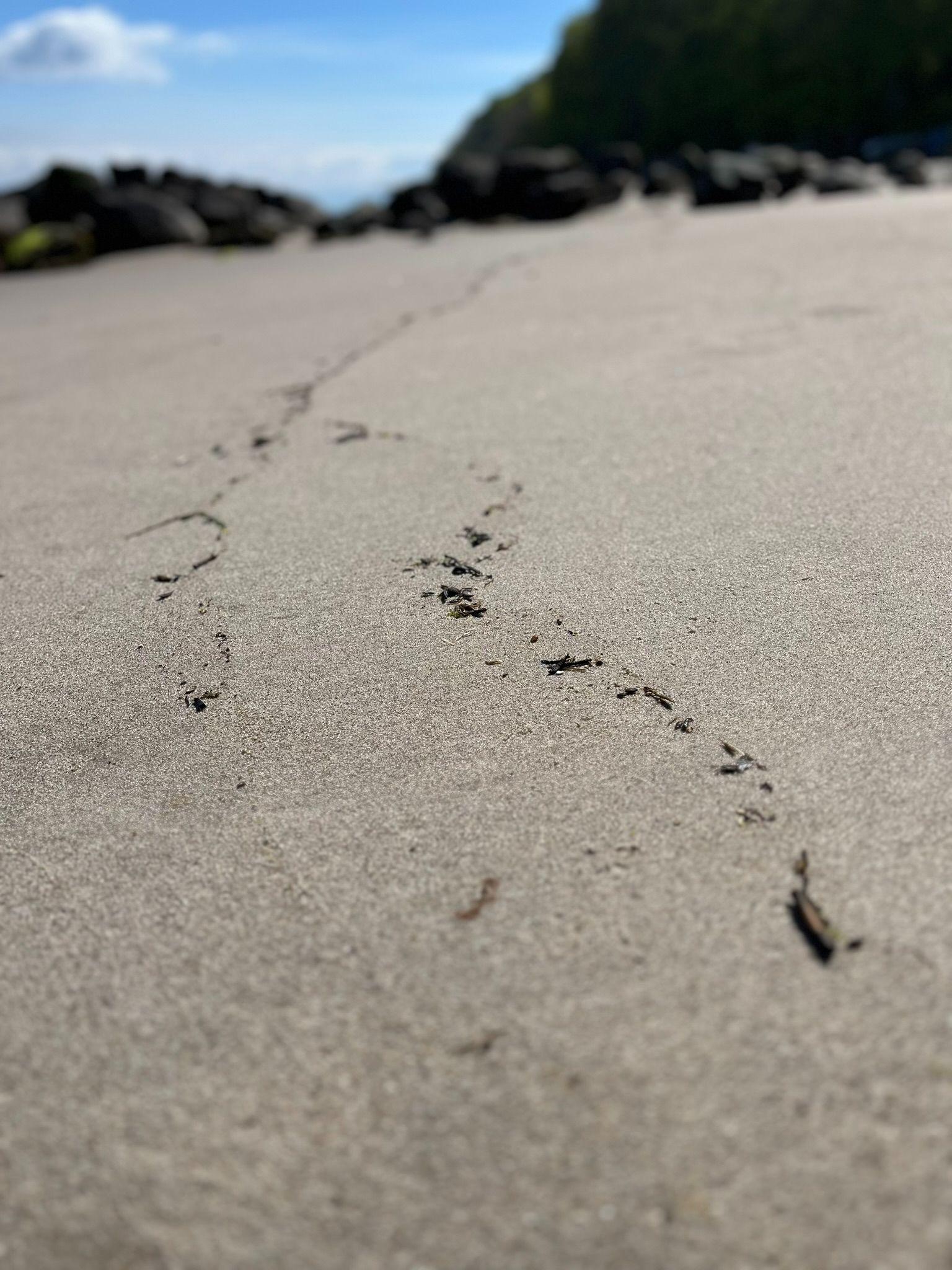 Fodspor i sandet på en strand med klipper i baggrunden og en blå himmel.