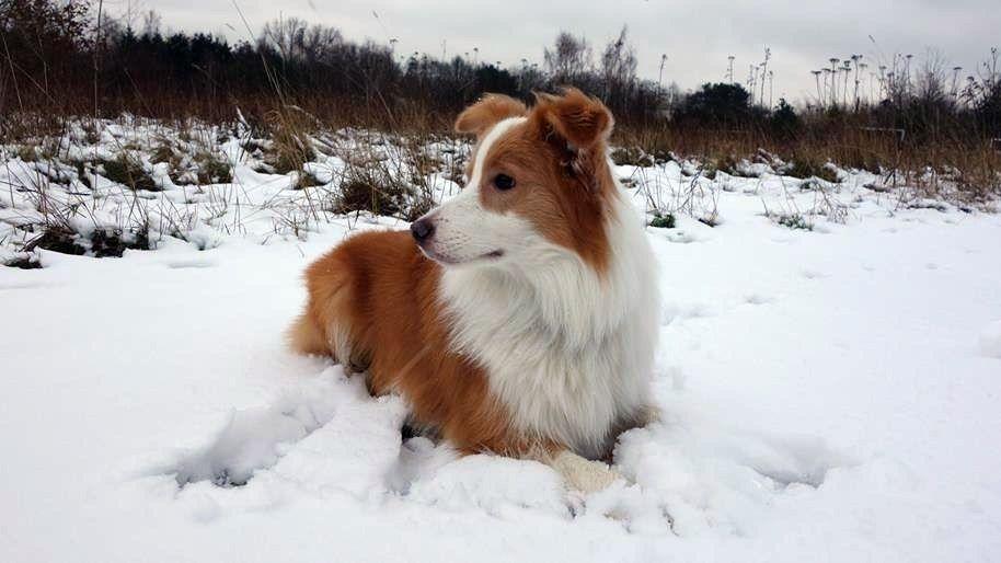En rød og hvid hund ligger i sneen på en mark med græs og træer i baggrunden.