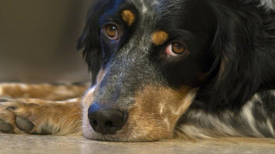 En træt hund med sort og brun pels ligger på gulvet og ser op med triste øjne.