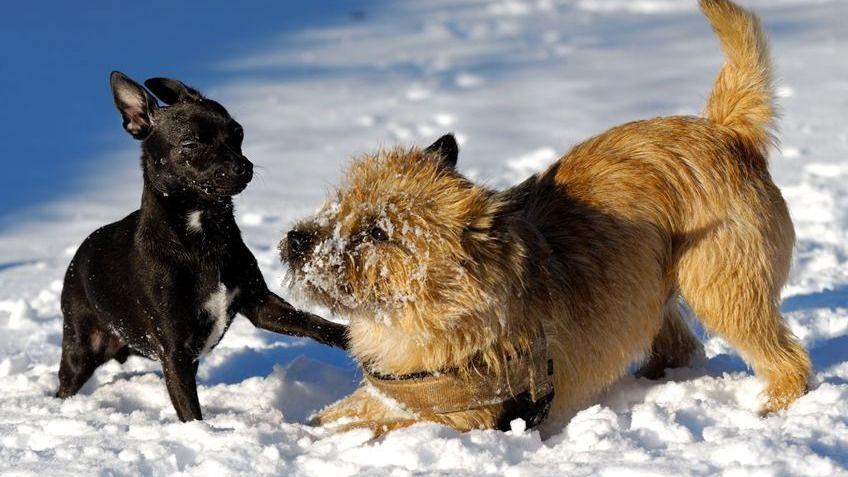 To hunde leger i sneen, en sort fransk bulldog og en lysbrun terrier, med sne på deres pels.