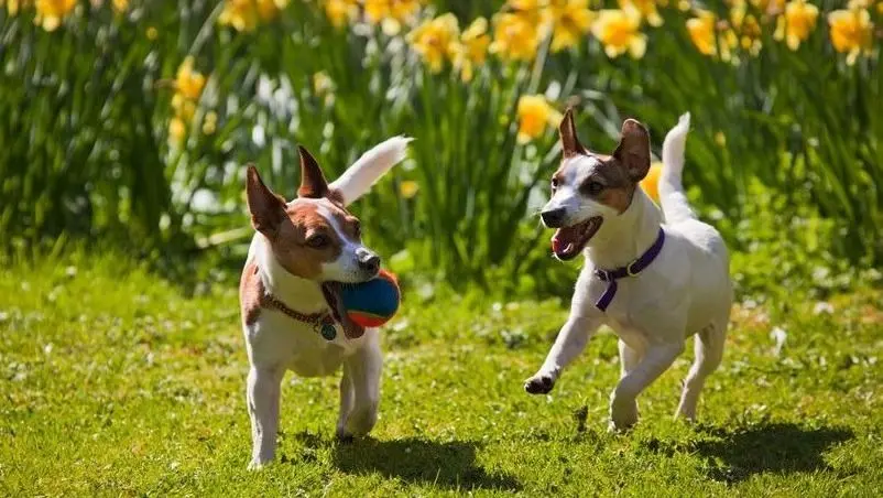 To hunde leger i en blomstrende have med påskeliljer og en bold i solen.