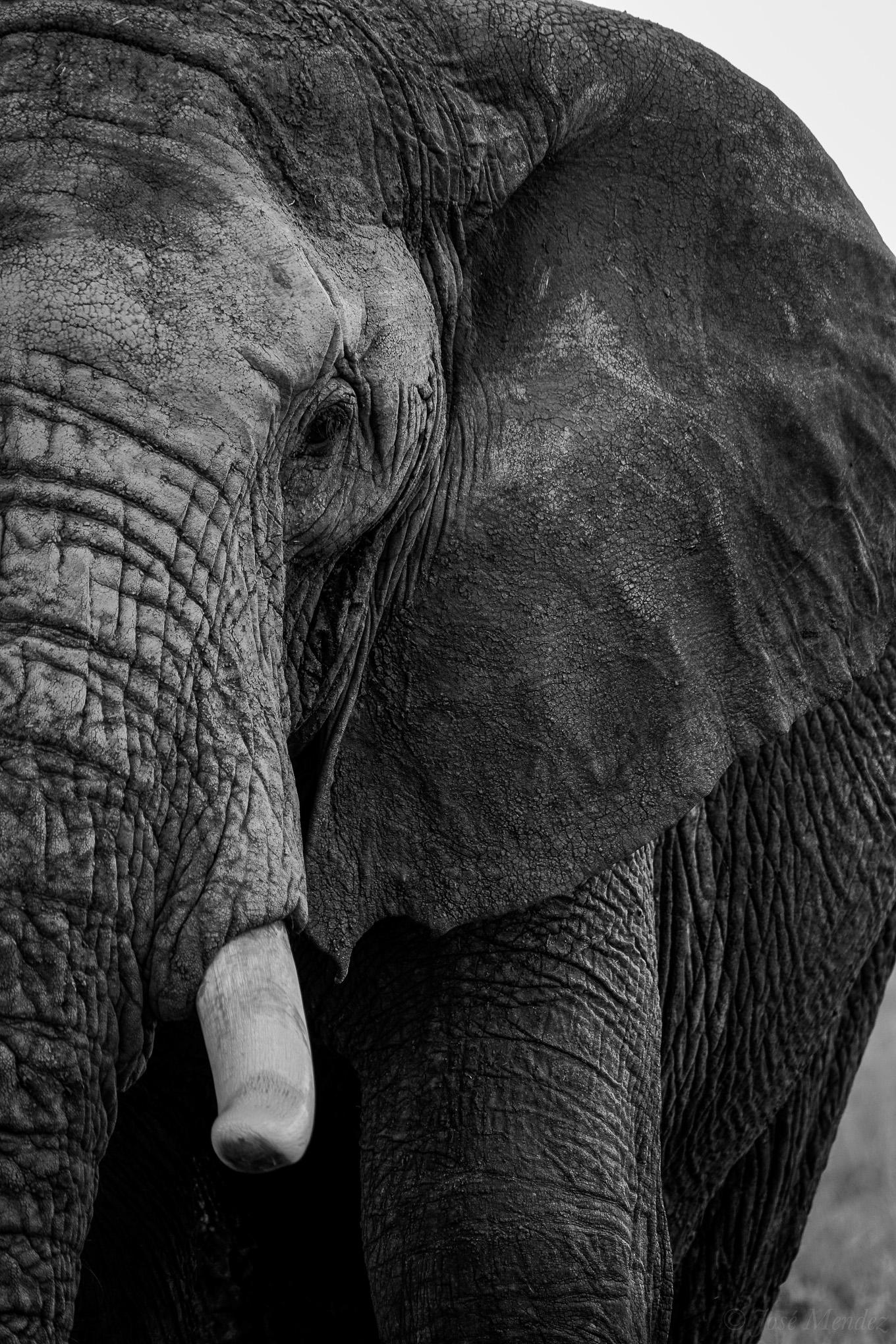 En nærbillede af en elefant med detaljeret hud og store ører i sort-hvid.