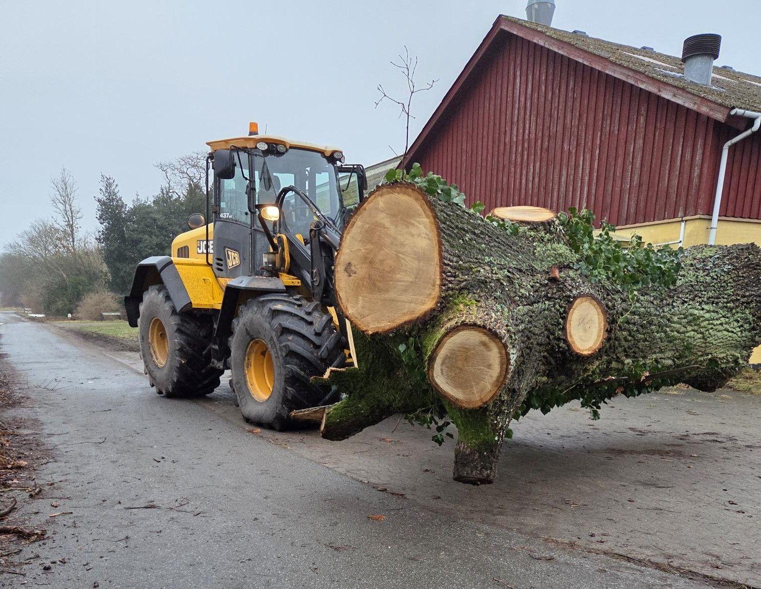 En gule traktor transporterer et stort træstamme langs en grusvej ved en rød bygning.