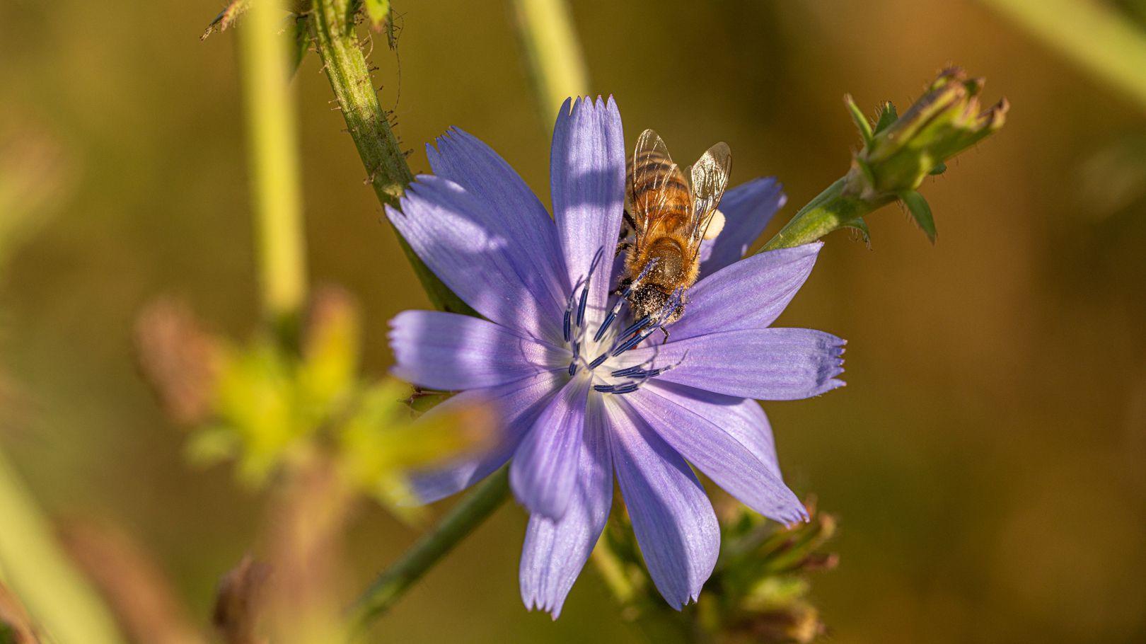 En bi sidder på en lilla blomst med grønne blade i baggrunden.