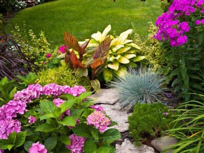 En farverig have med pink hortensia, grønne planter og lilla blomster omkring en stensti.