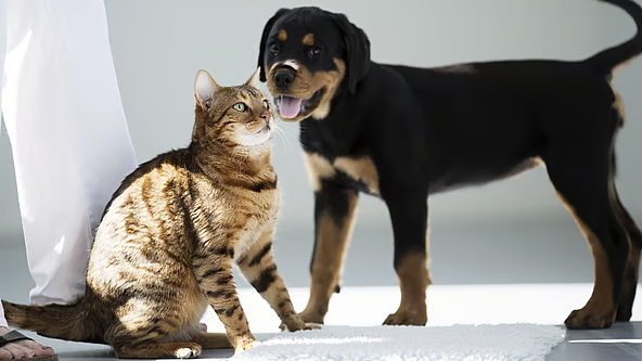 En kat og en hund står på et tæppe, hvor katten kigger op på hunden med et venligt udtryk.