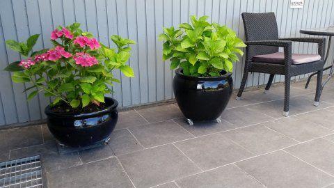 To potter med pink blomster og grønne planter ved en stol på en terrasse.