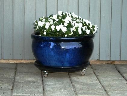 En blå blomsterkrukke med hvide blomster står på fliserne foran en grå væg.