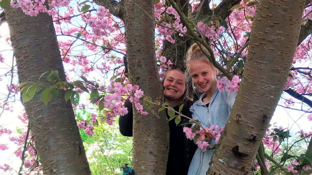 To unge kvinder smiler og står mellem træstammerne i en blomstrende kirsebærtræ med lyserøde blomster.