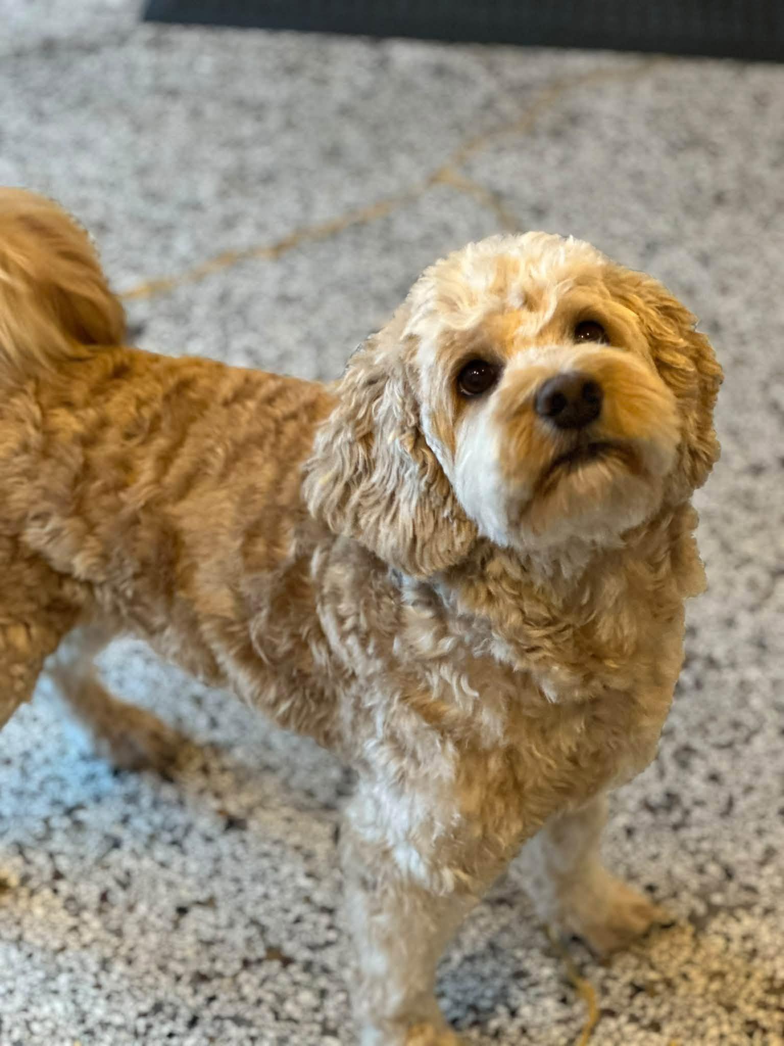 En sød, gylden hund med krøllet pels står på en grå, marmorbelagt gulv.