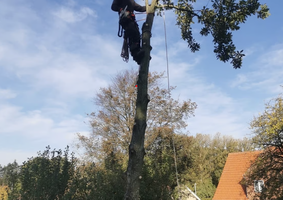 En mand klatrer op i et træ med sikkerhedsudstyr under en blå himmel.